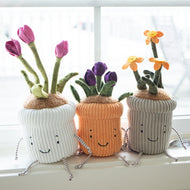 Bunnies By The Bay Window Sill Ies Crocus Plant