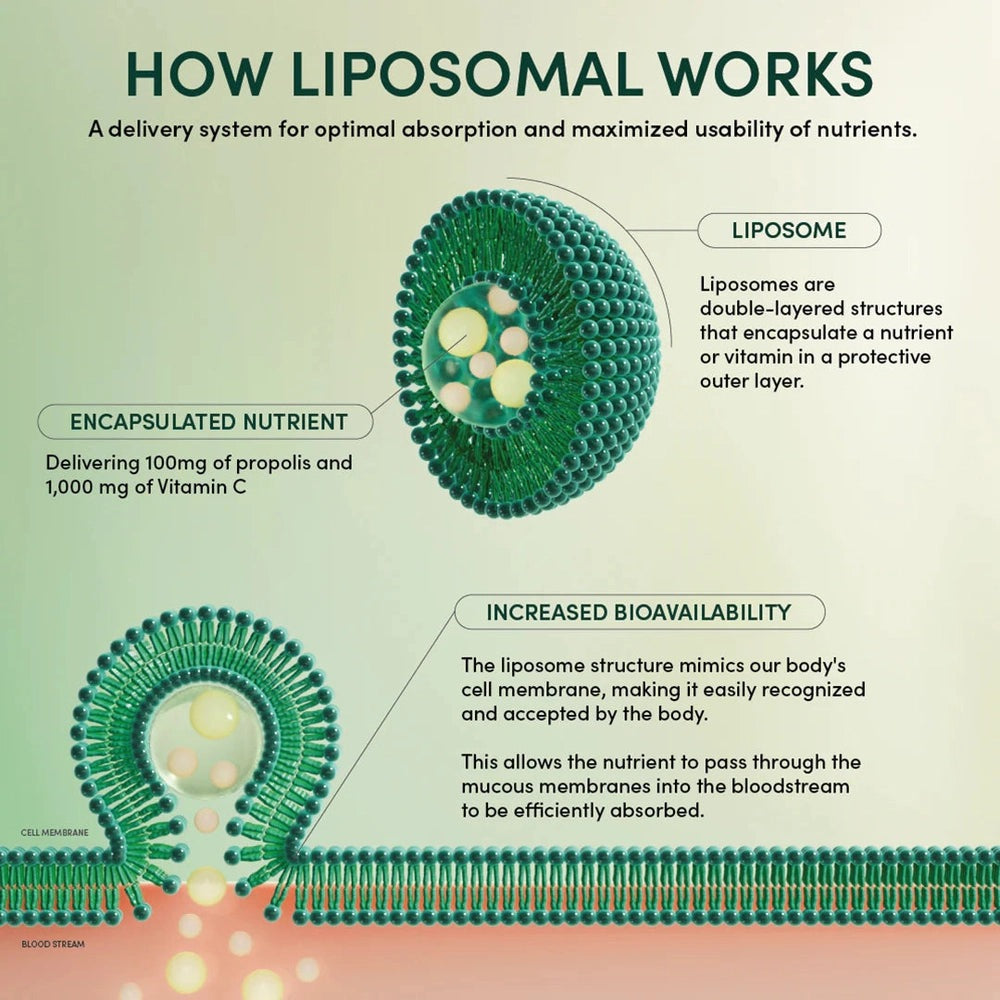 Beekeeper's Naturals Propolis + Vitamin C Liposomal 12 ct – green liposome diagram showing encapsulated nutrients for increased bioavailability