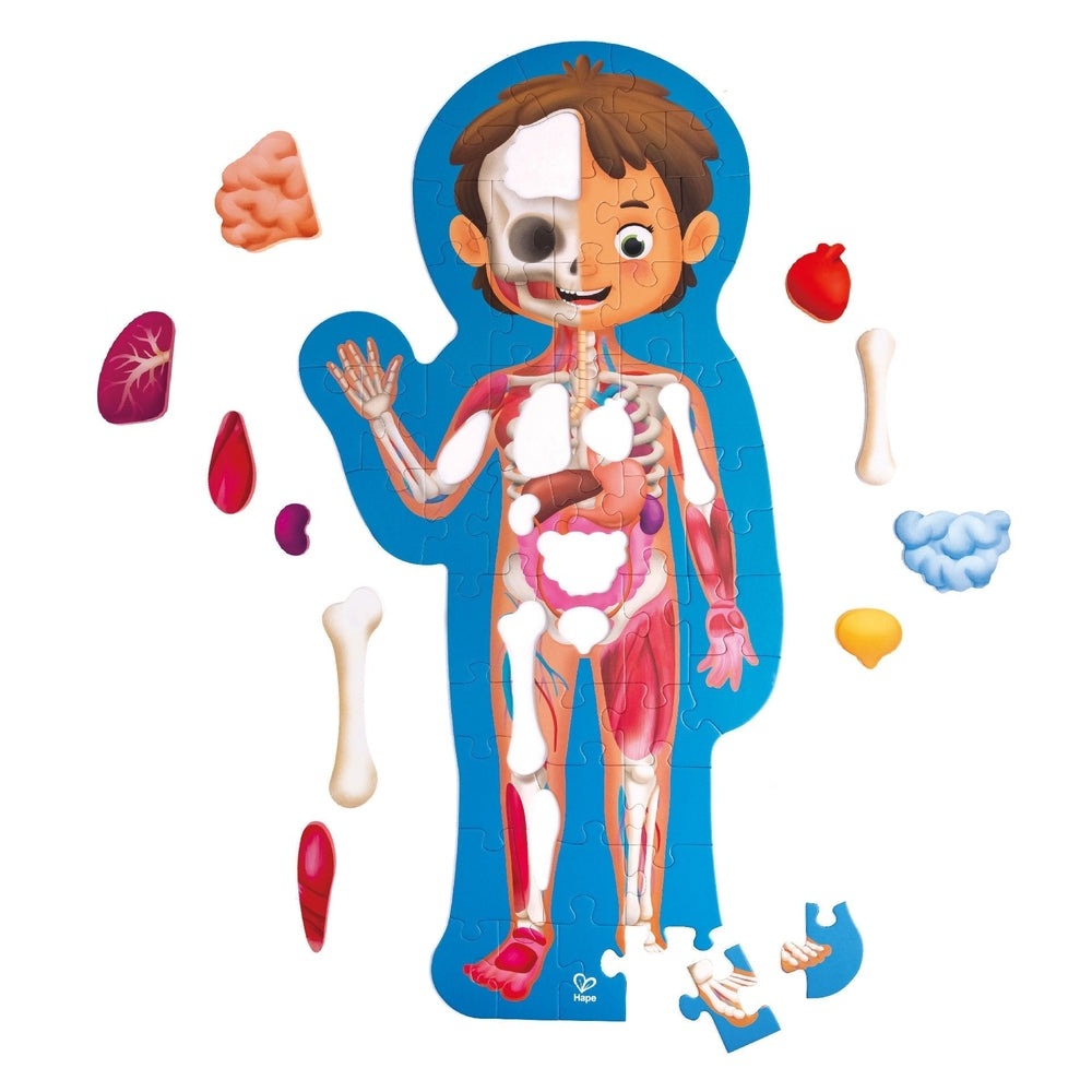 Hape Human Body Puzzle blue silhouette with removable organs for kids anatomy learning