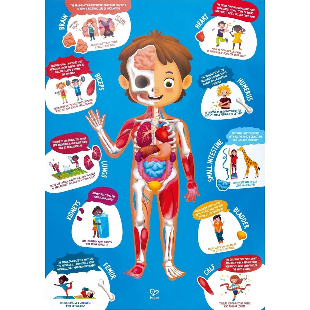 Hape Human Body Puzzle