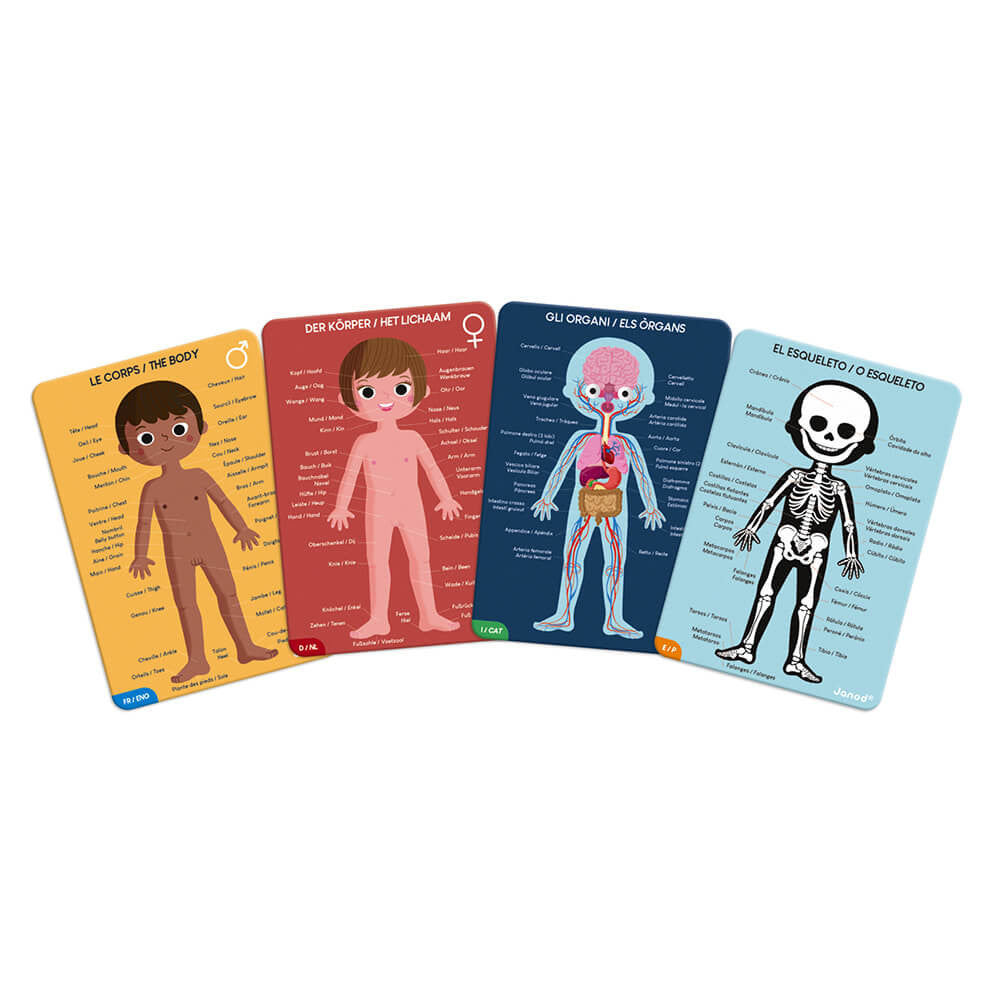 Janod educational human body cards set of 4 colorful anatomy cards showing body, organs, brain and skeleton