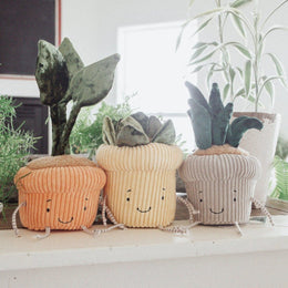 Bunnies By The Bay Windowsill Snake Plant