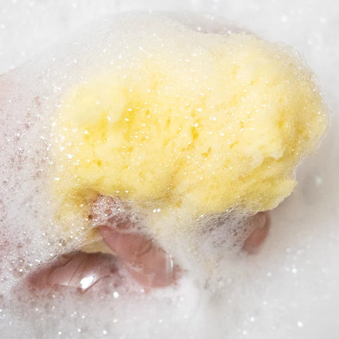 LOOT TOY CO. Loot Toy Co Sandy the Sea Sponge natural porous texture creating sudsy foam lather img 2/4
